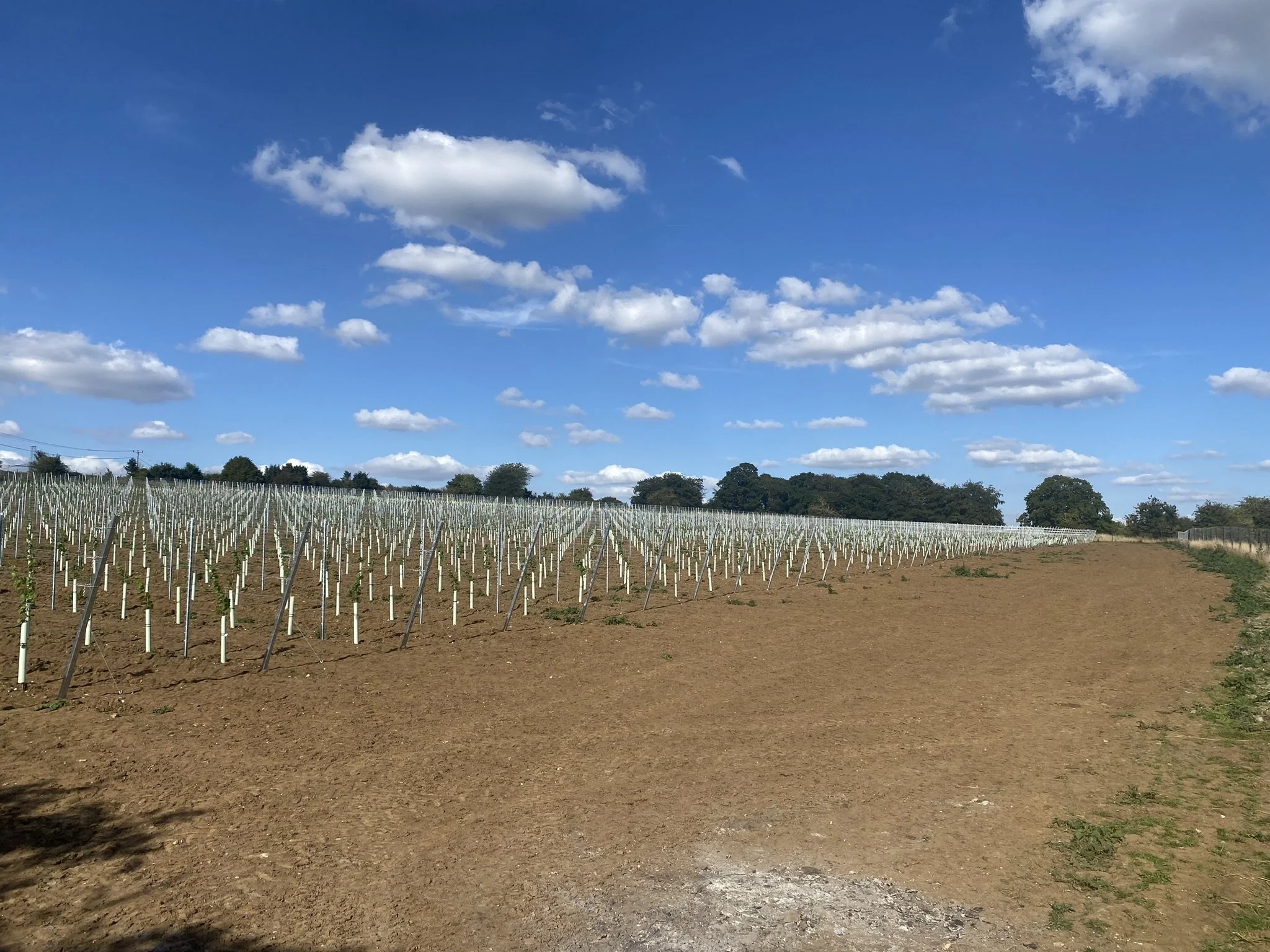 The Wyck Estate Vineyard Vineyard (4).JPEG