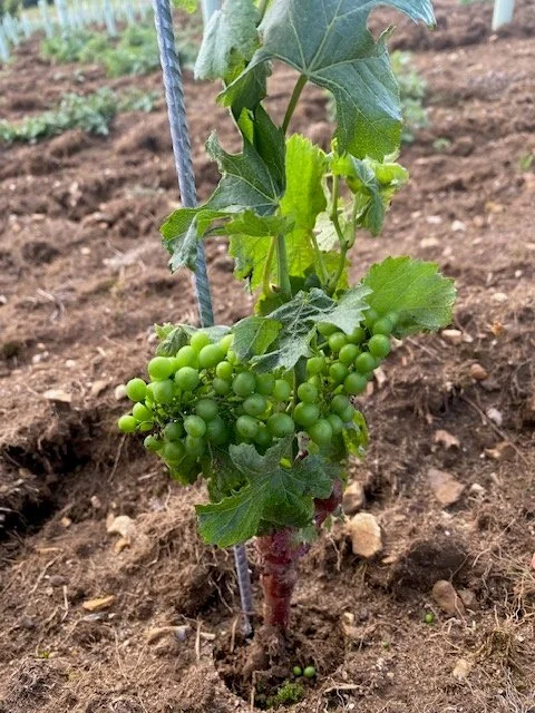 The Wyck Estate Vineyard image031.jpg