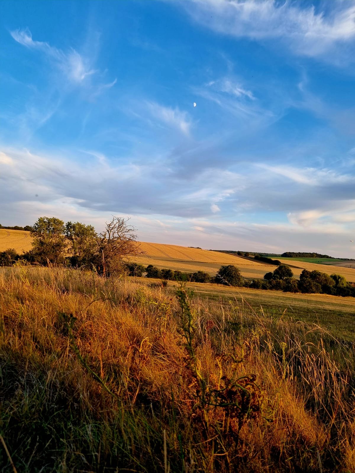 The Wyck Estate Vineyard.jpg