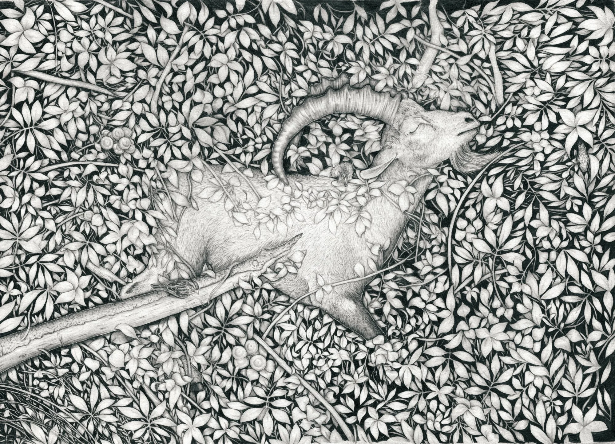 DRAWINGS FROM A DISAPPEARING WORLD