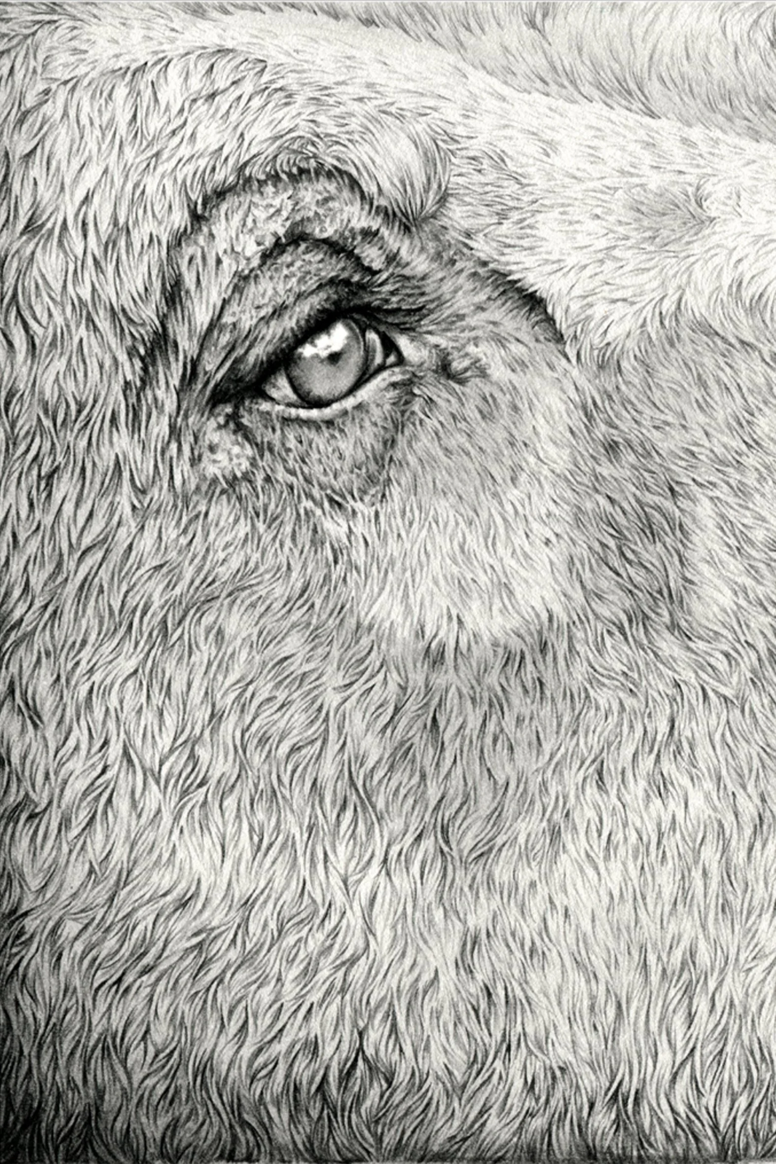 Monarch - Original drawing