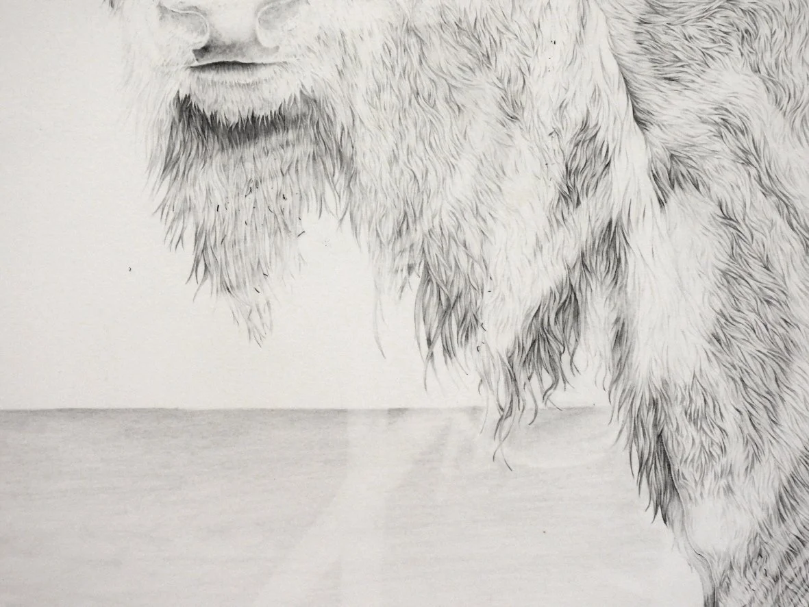 bison erased MAW-web.jpg