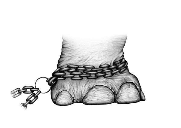 Elephant-foot-chained-amy-dover-web.jpg
