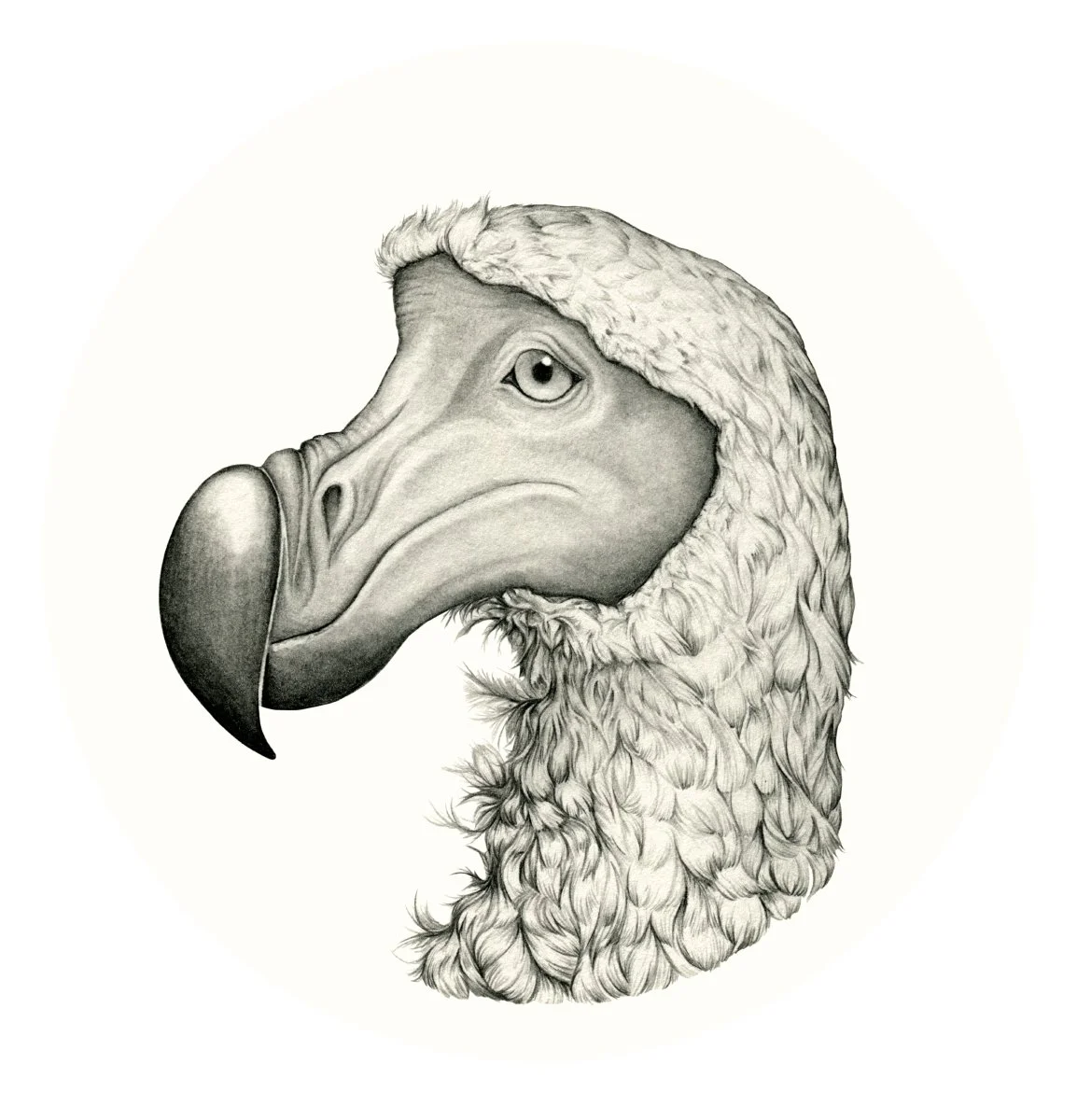 the dodo-web.jpg