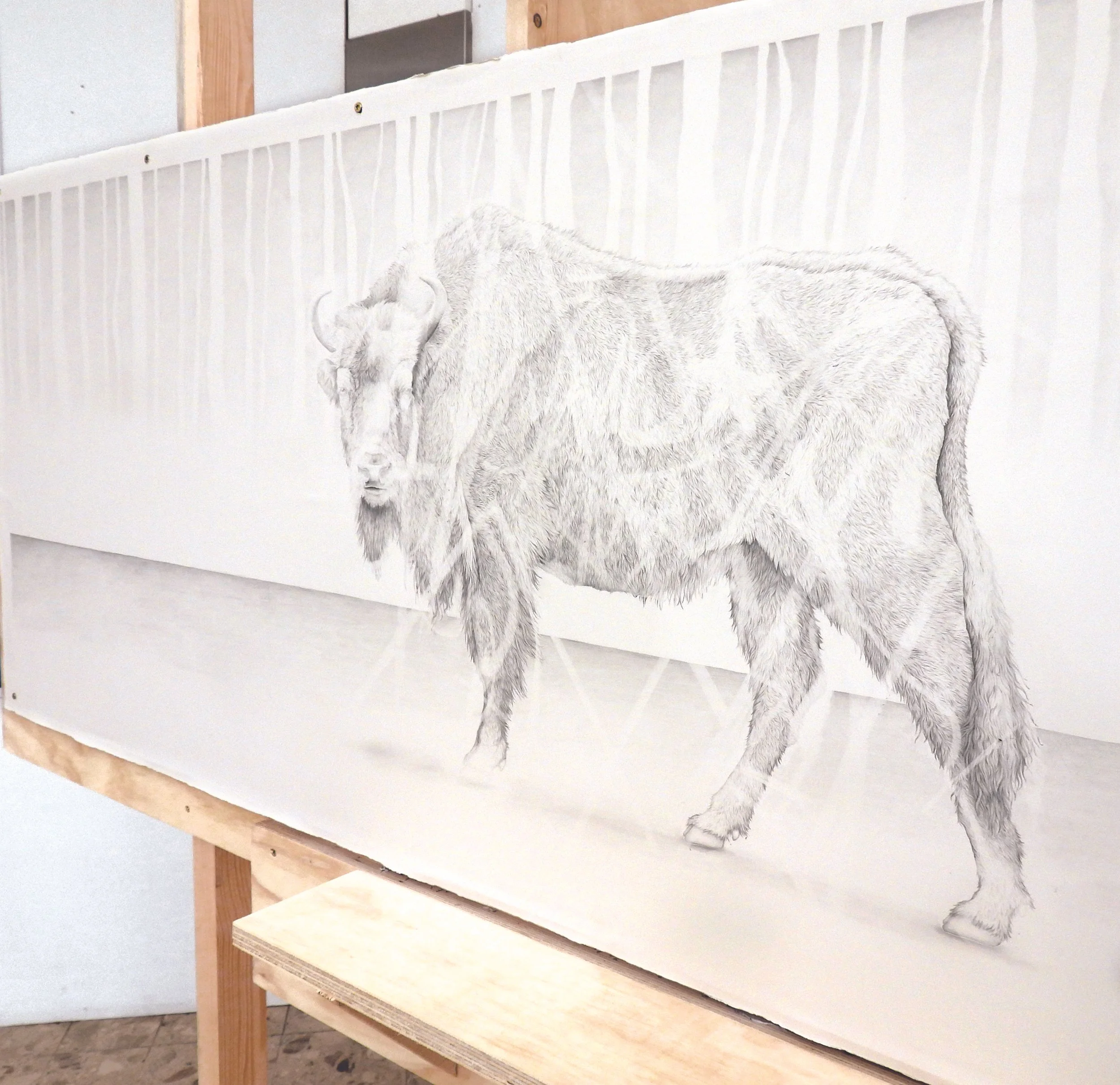 bison erased MAW-web7.jpg