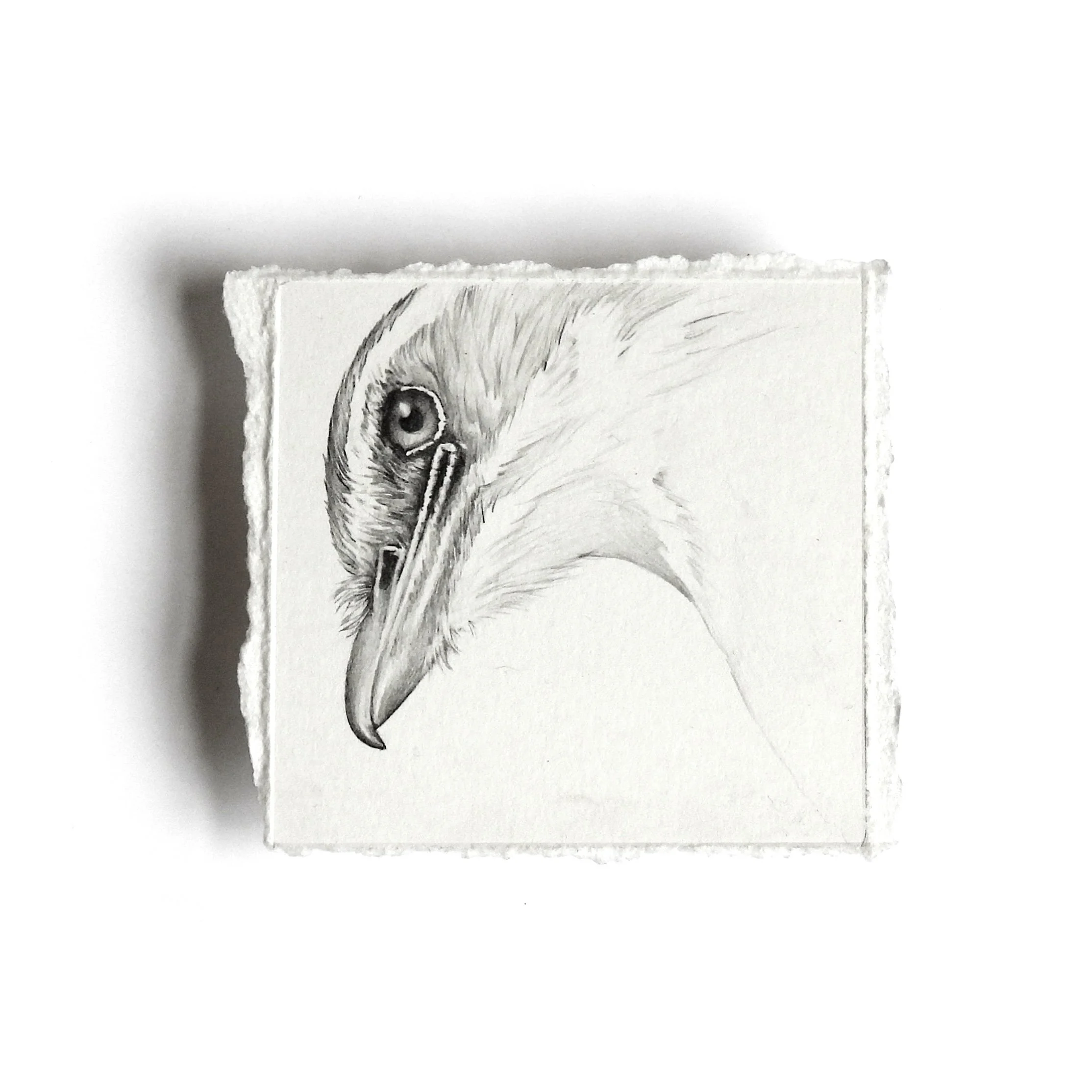 Flycatcher Bird - Small Study from the Observed Series