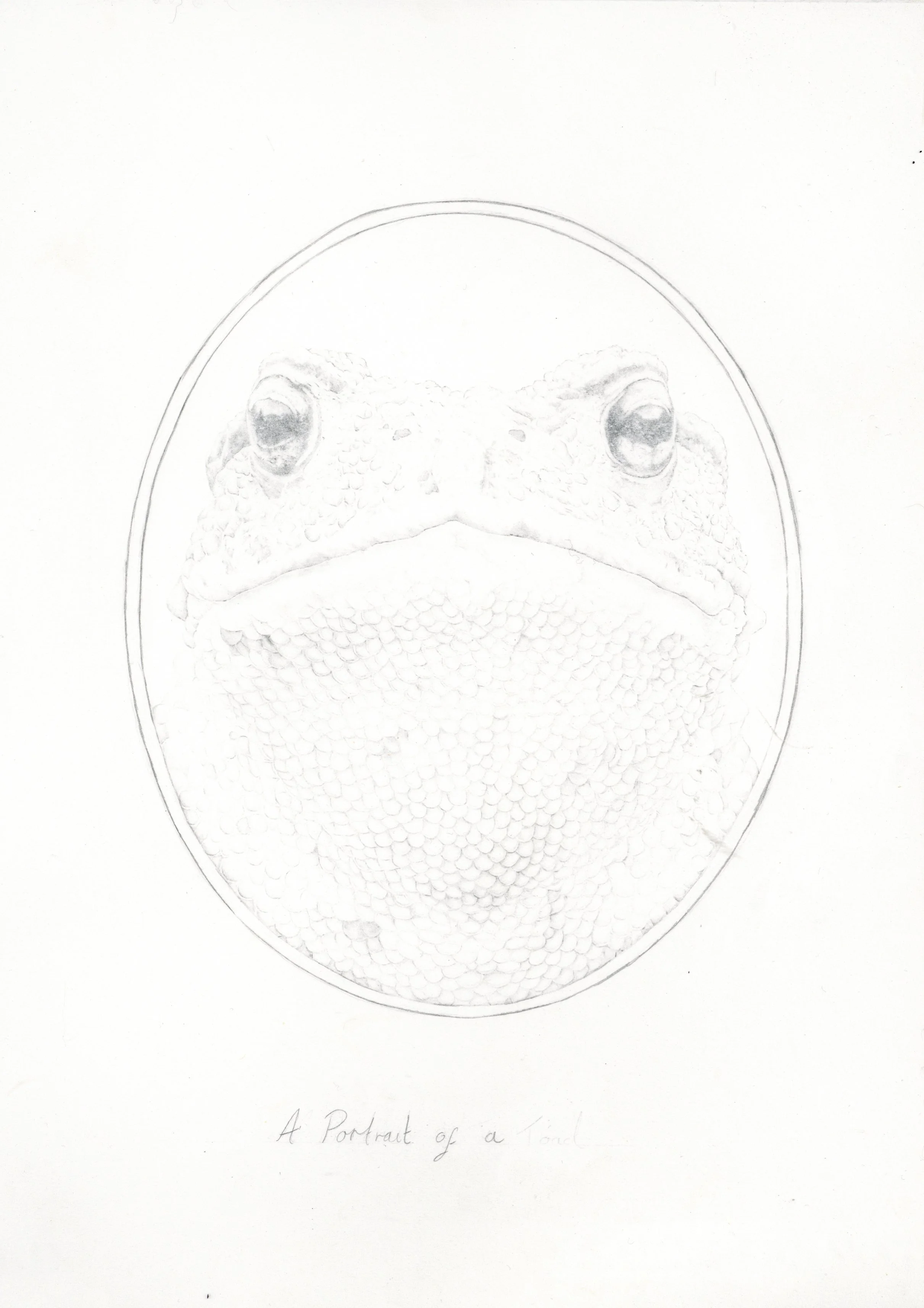 Erased Toad-The Shadow of a Quiet Little Life-web.jpg