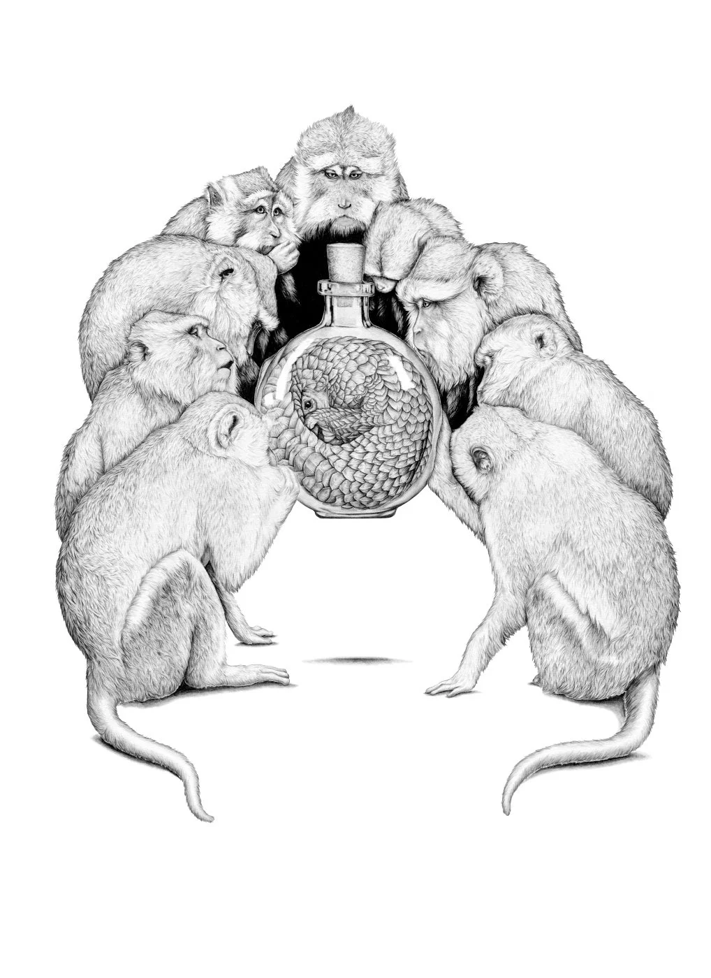 pangolin-macaques-web.jpg