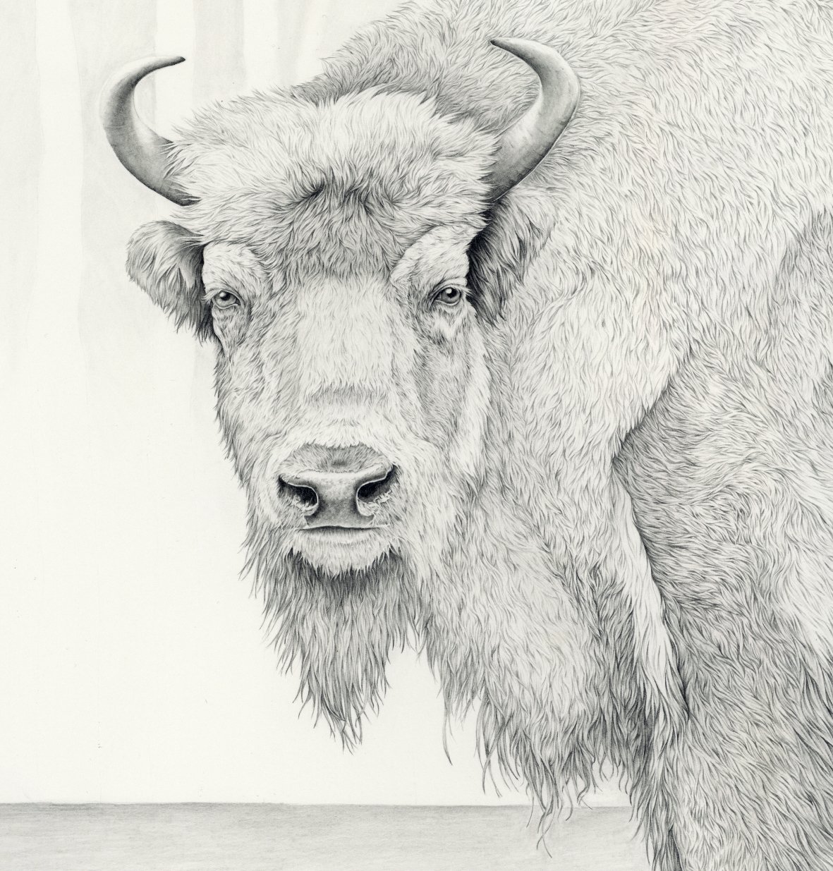 bison-crop-2-web.jpg