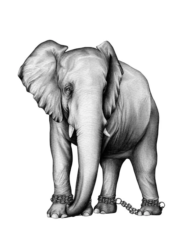 African elephant-amy-dover-web.jpg