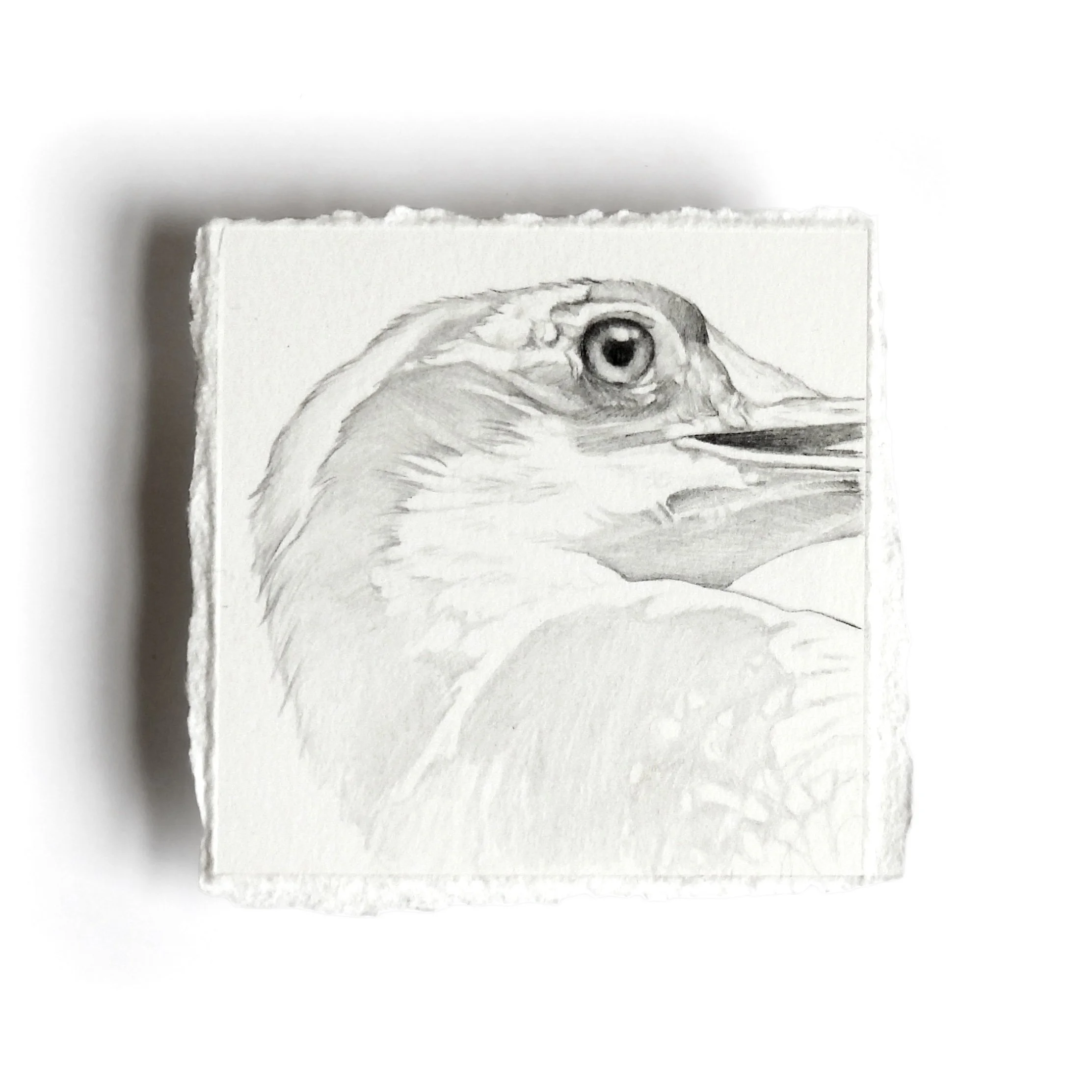 Woodpecker Two - Small Study from the Observed Series