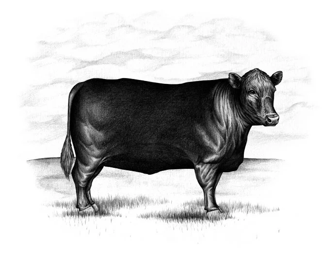 Sutton-dodge-final-web.jpg