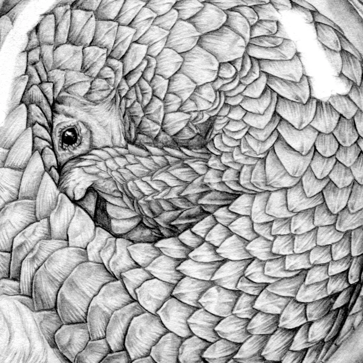 pangolin-macaques-web-detail.jpg