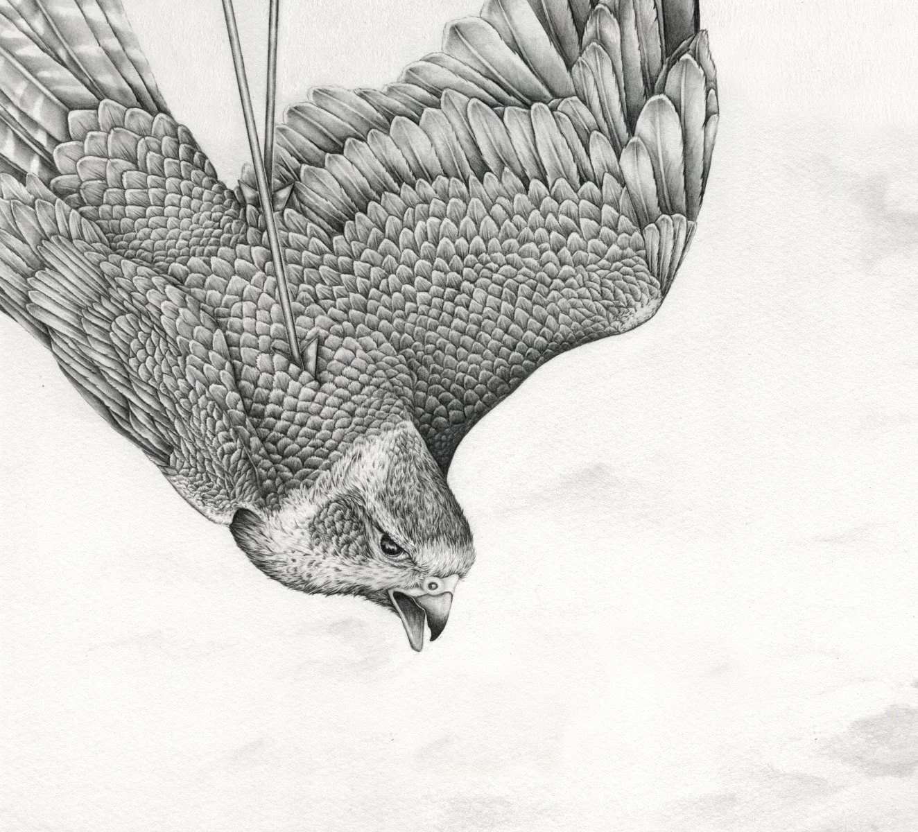 falcon-web-detail.jpg