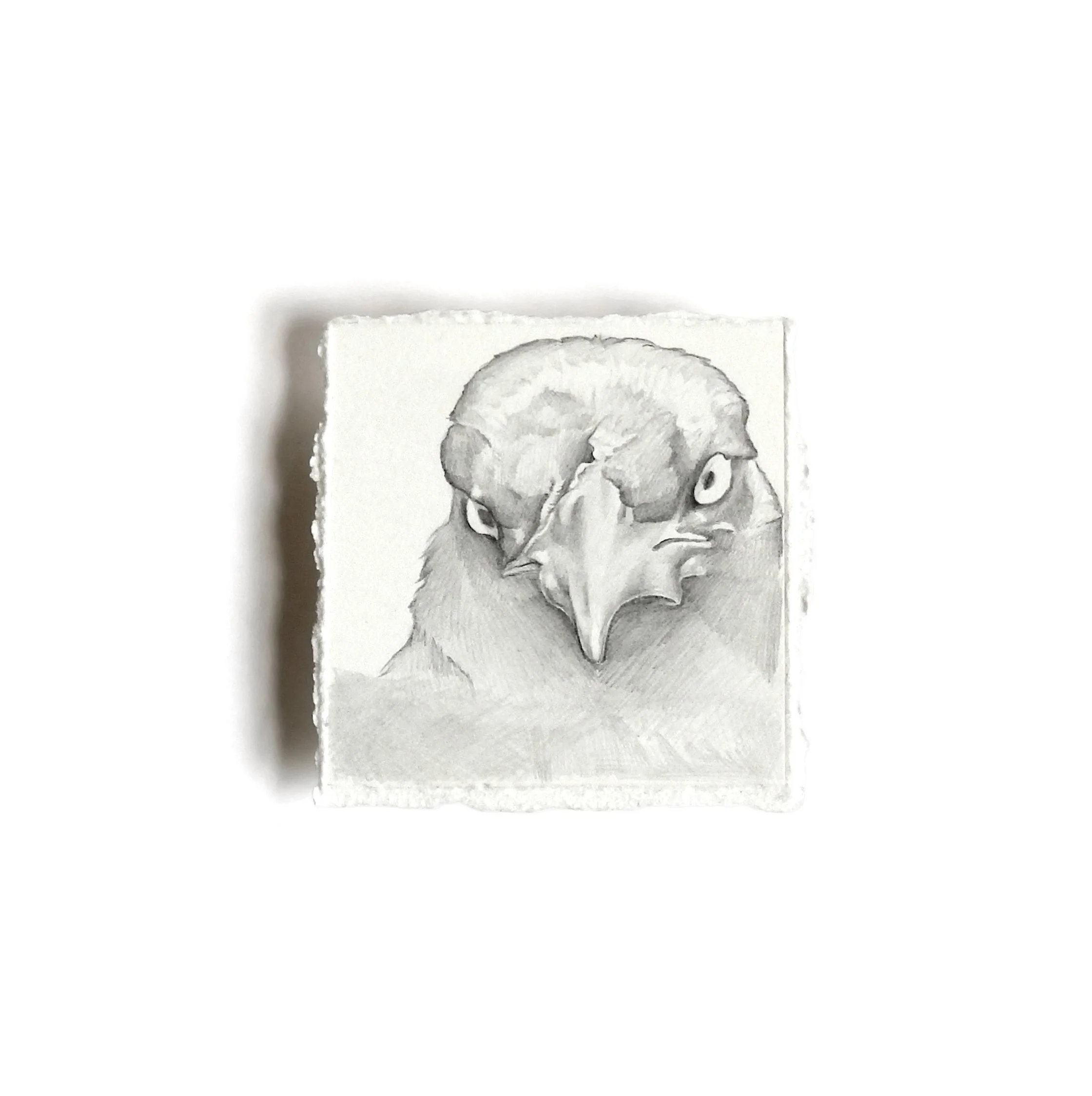 Grackle Bird - Small Study from the Observed Series