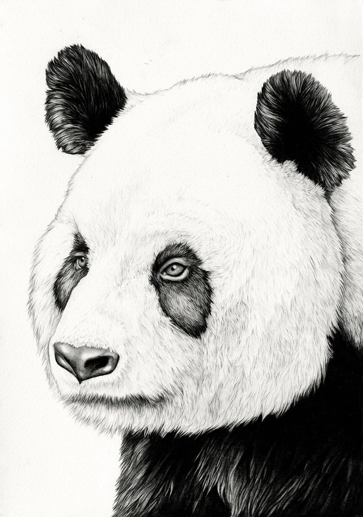 Panda-AmyDover-web.JPG