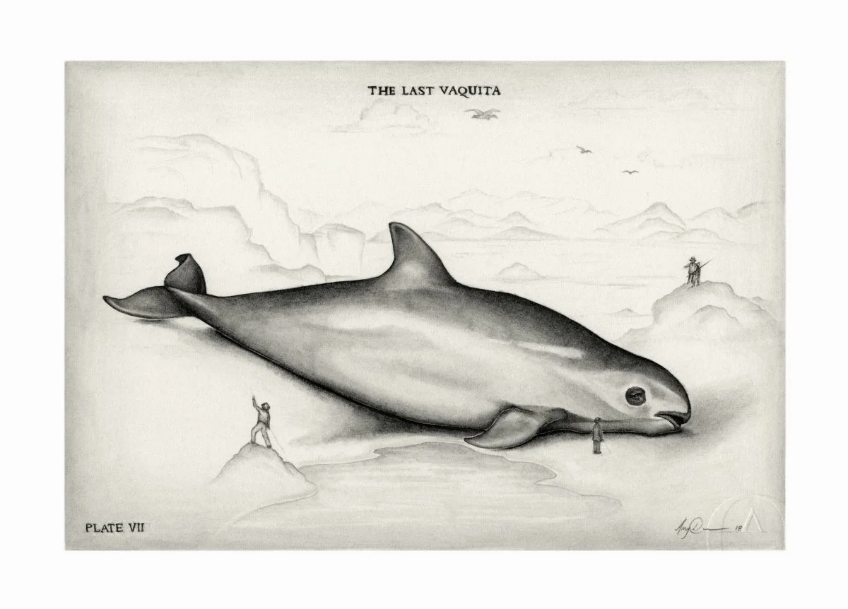 Vaquita-smallgrey.jpg
