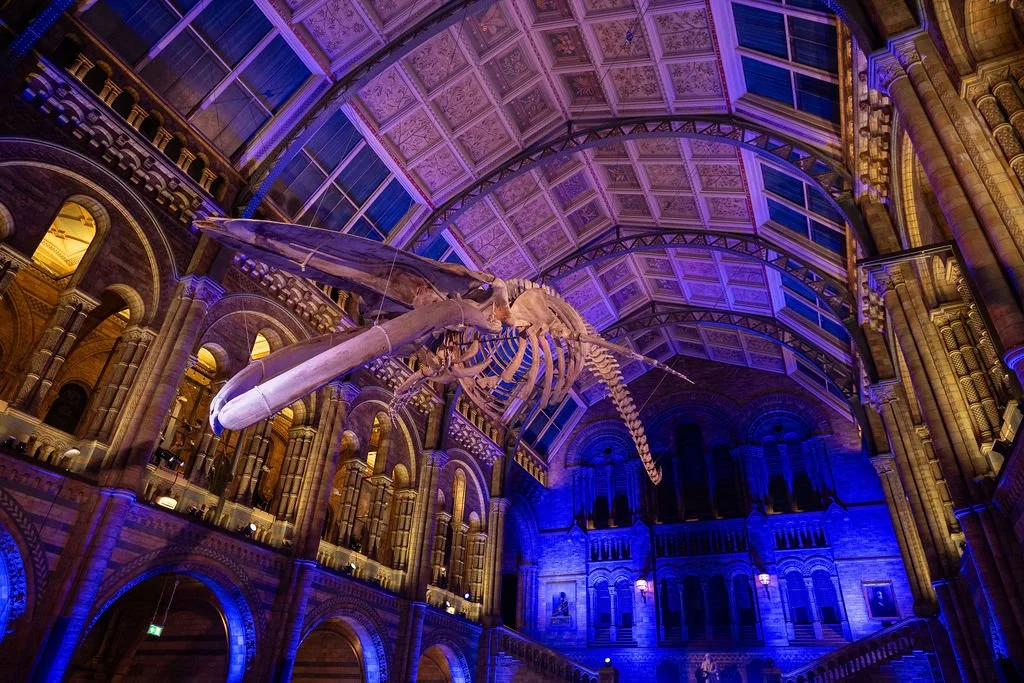 Corporate reception styling at the Natural History Museum