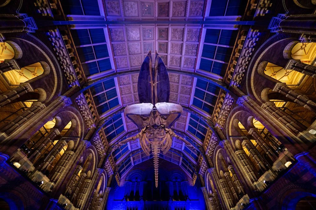 Production and AV at the Natural History Museum