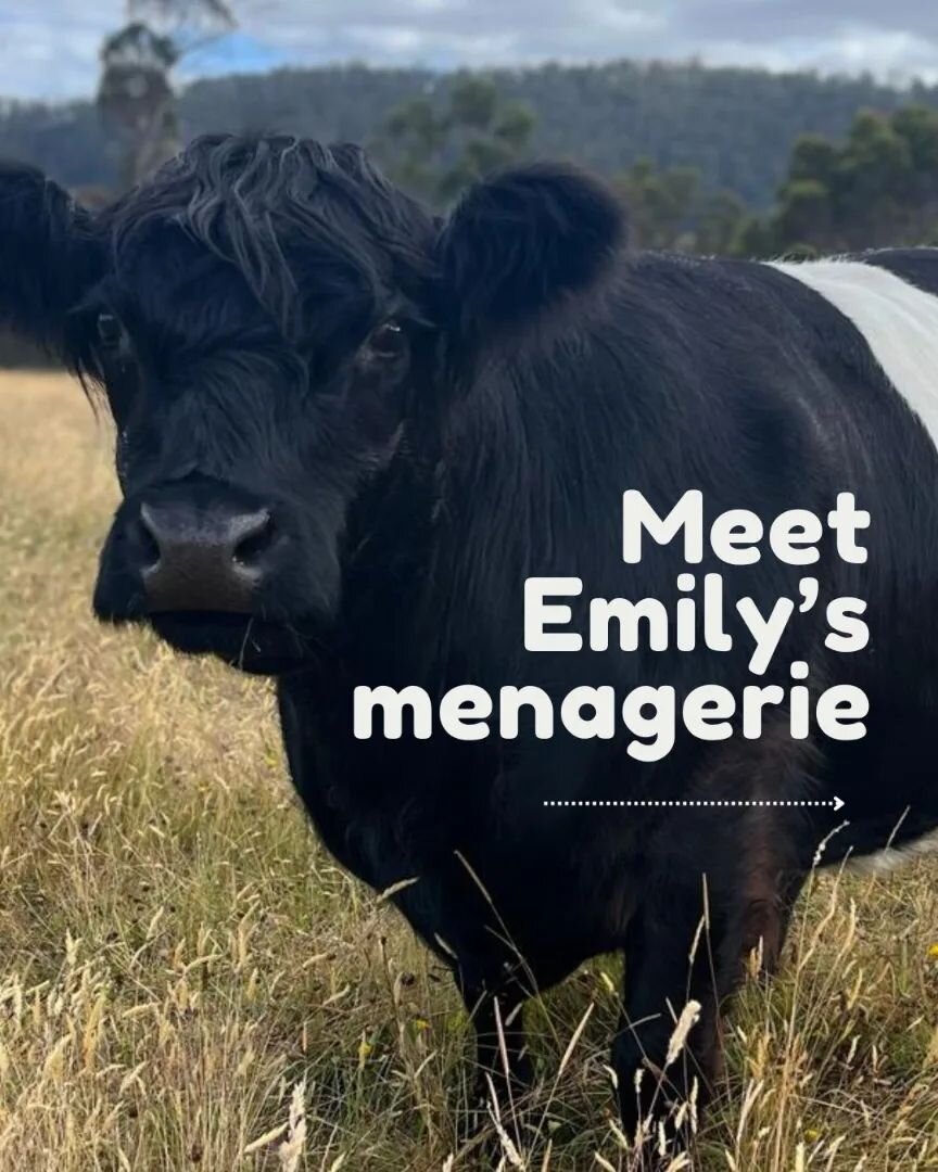 We think Emily's animals are not only some of the best-looking ones around, but some of the best-named animals, too. As a rule of thumb, the 'old lady names' are named by her, the other ones by her four children.&nbsp;

🐄🐥🐔🐕👩🏽&zwj;🌾

#avantgar