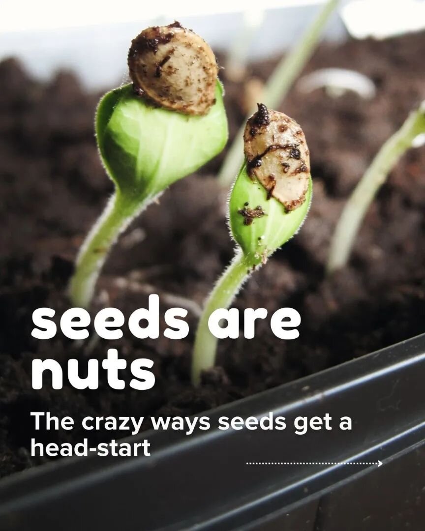 From boiling water, to using a nail file, or going through an emu's digestive system, seeds are bonkers 🤯

#avantgardeners #seeds #seedscarification #gardening #growing #snottygobble