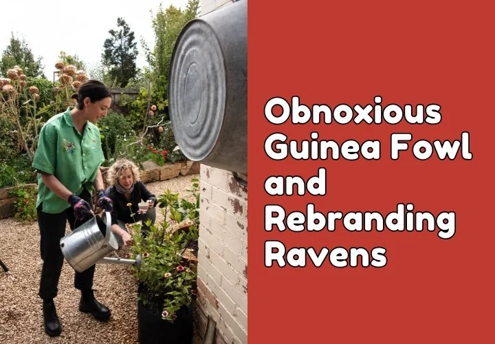 Episode 56: Obnoxious Guinea Fowl and Rebranding Ravens