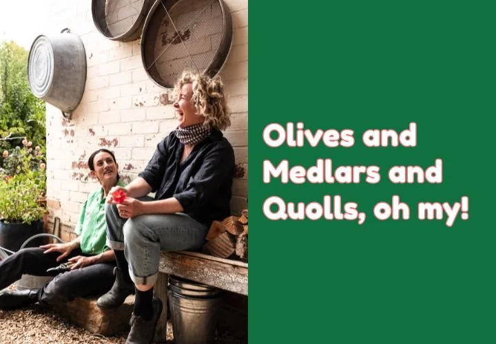 Episode 58:  Olives and Medlars and Quolls, oh my!