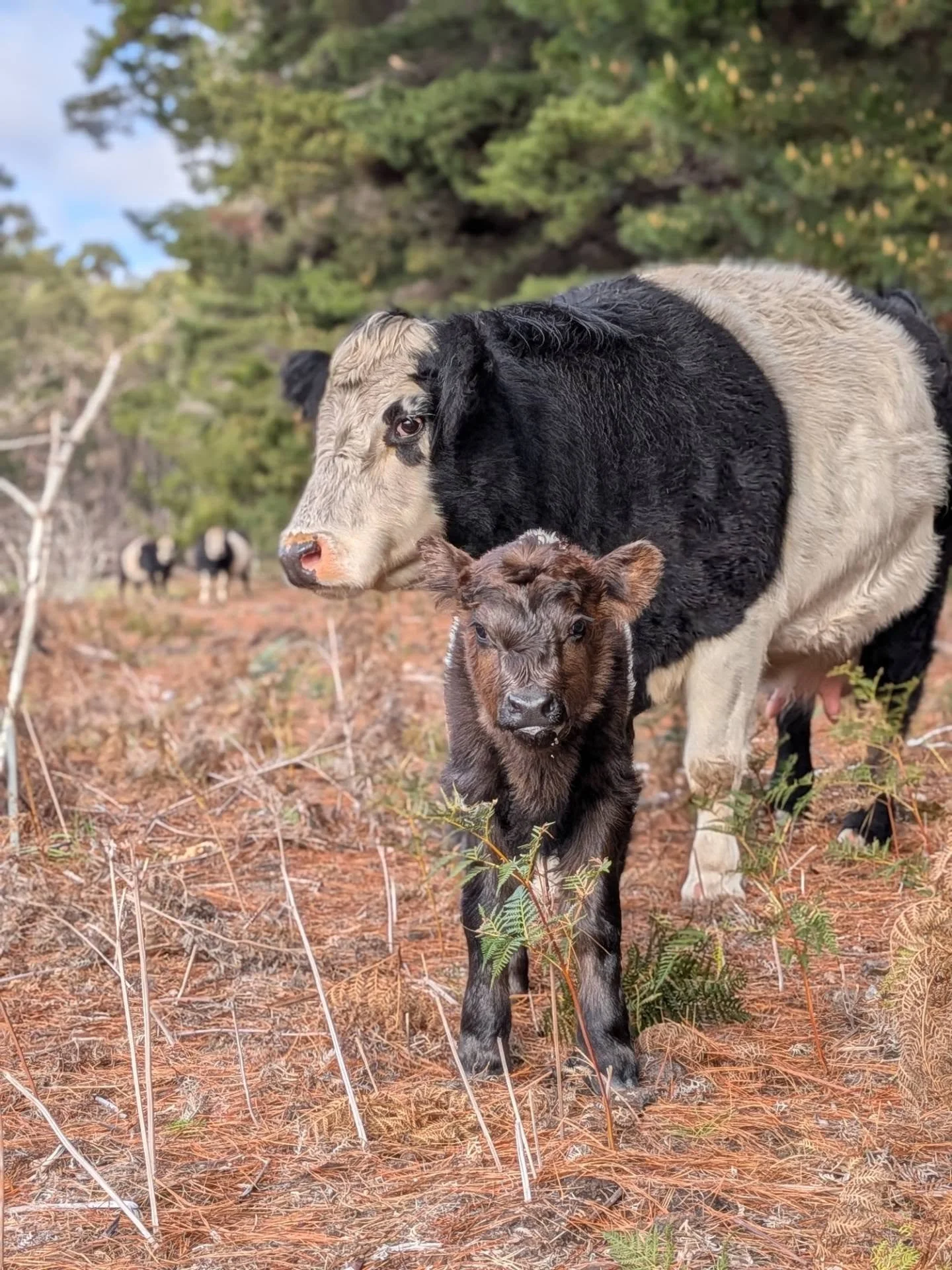For those following at home, you would remember when Maddie agisted Quarter Pounder, a Belated Galloway Bull. His first calf was born just yesterday, days after a couple of sets of twin lambs dropped, and my little heart can't handle it 🖤🤍

Petting