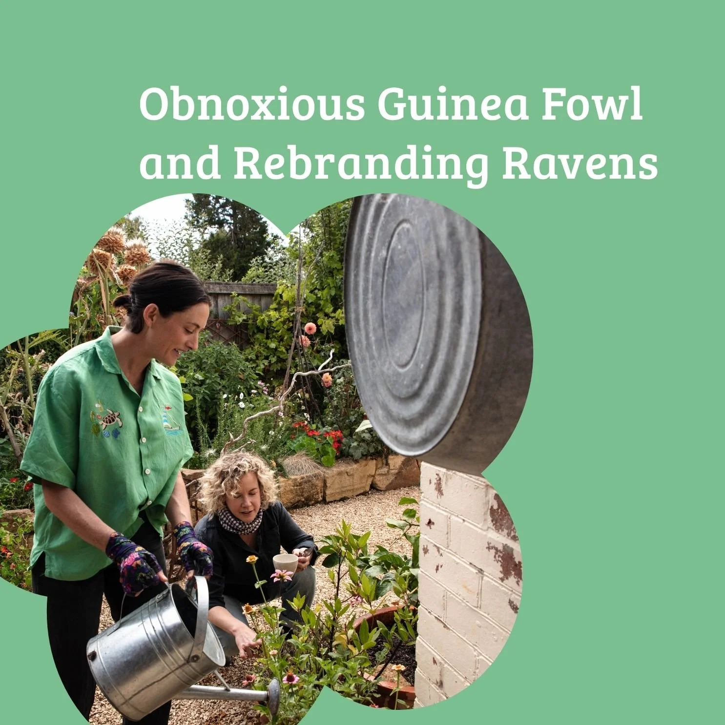 Episode 56: Obnoxious Guinea Fowl and Rebranding Ravens