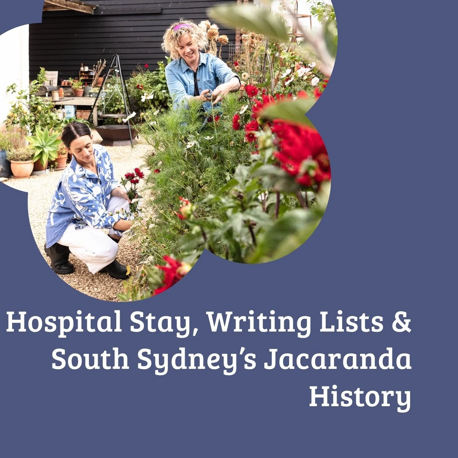 Episode 50: A Hospital Stay, Writing Lists &amp; South Sydney's Jacaranda History