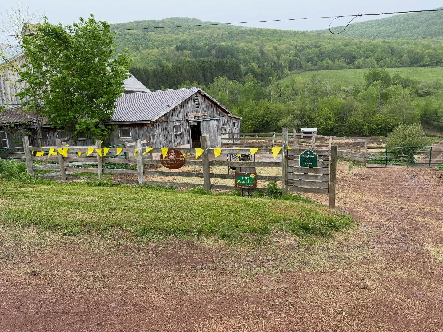 Today Rosemary Farm Sanctuary held its annual open house. @rosemaryfarm  It was cold and rainy yet many of us visited anyway. One photo is from today the others are from last fall on their last open weekend.