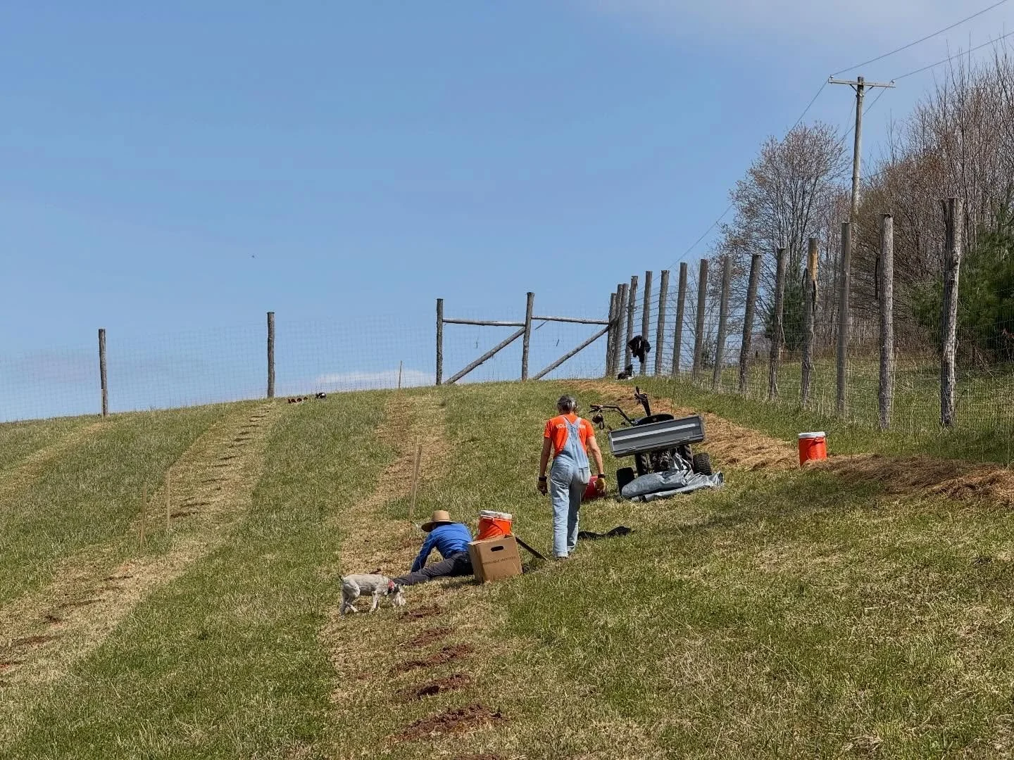 We finished planting 300 hazelnut saplings; the final day was a big effort with nearly 80 trees in one day! Thank you to Carolyn @carolynyoga123 , Coulton @coulton2 , Olivia @oliviabonomi , and Simone.