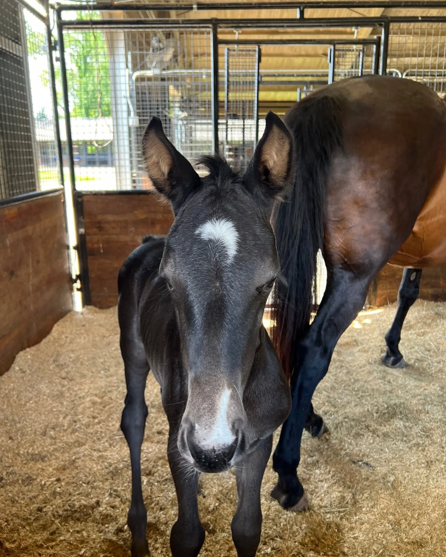 Beautiful Dutch Warmblood black filly by Lowlands OLD