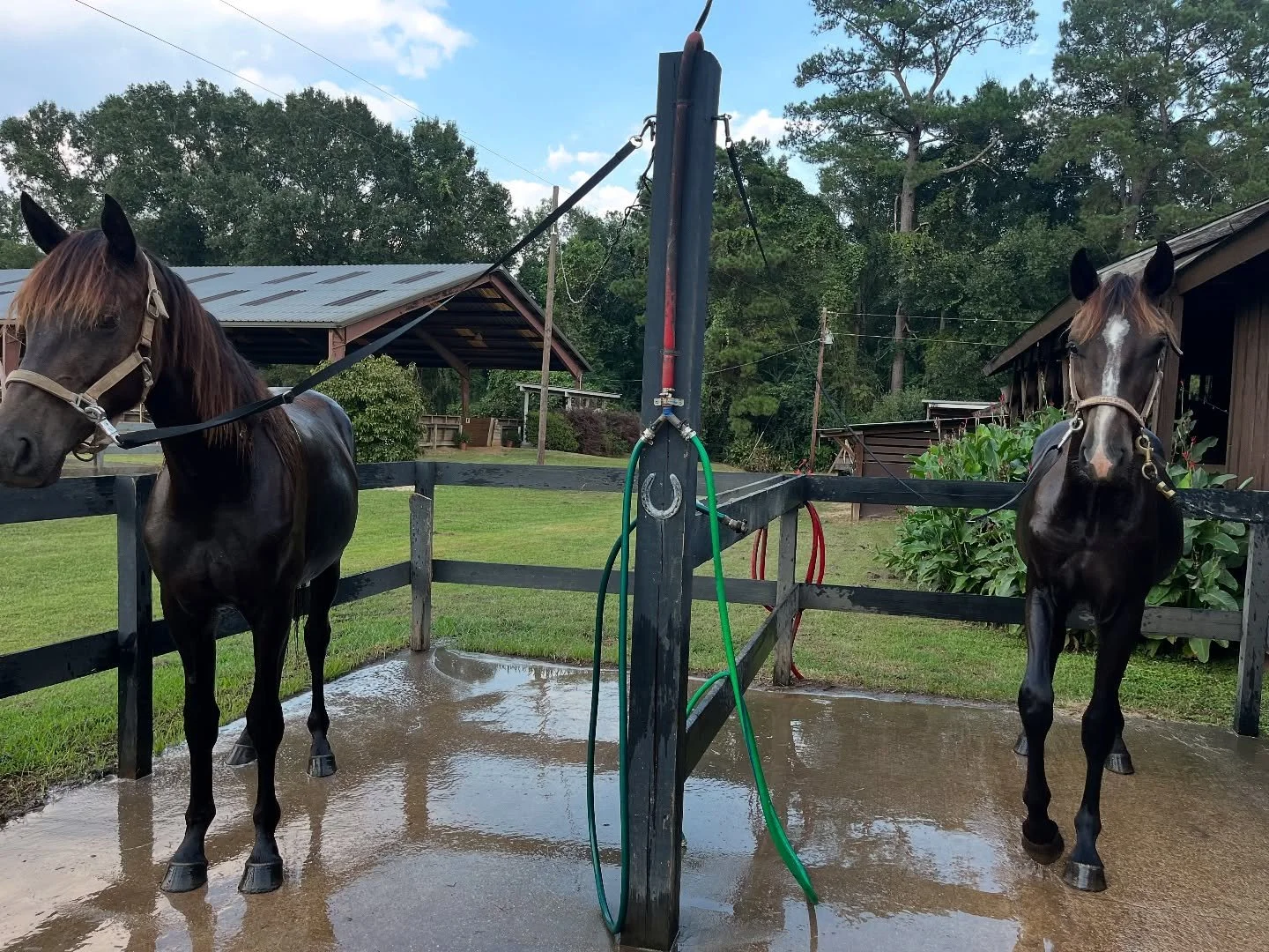 Bath time for Ugo and Sammie. Besties.