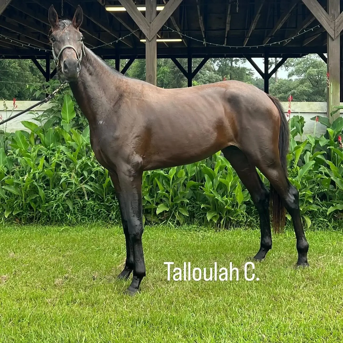 Have you heard? Sir Sinclair mates are producing the top dressage horses including our Talloulah C. by Cum Laude. She will be ready to go under saddle early spring.