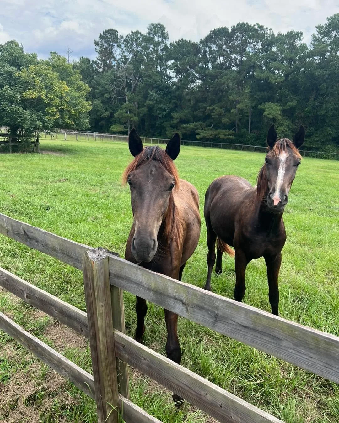 These two precious youngsters are  top sport prospects. Both have been raised right and stand for the farrier, lead anywhere, trailer and love baths and grooming. They come when they are called!

Ugo
Fabulous KWPN-NA First Premium prospect with world