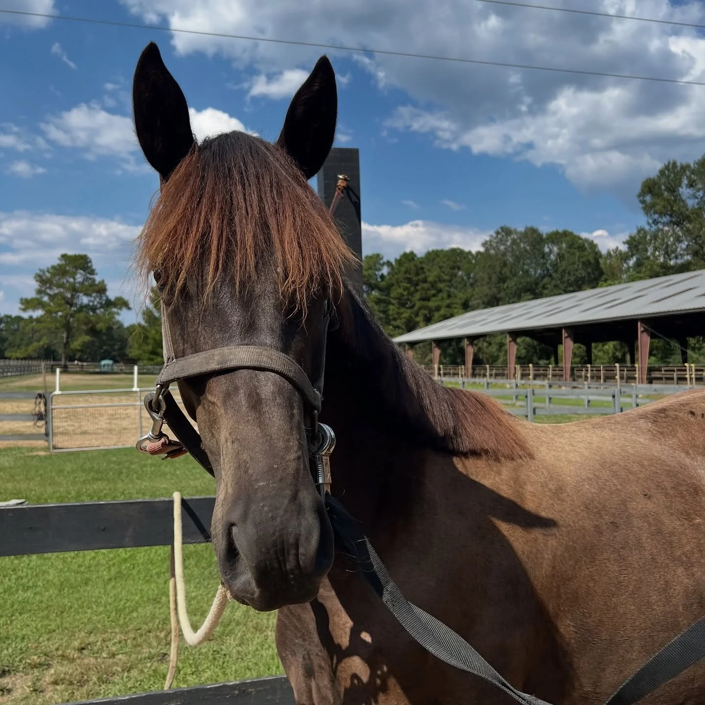 Ugo

✨Cum Laude X Sir Sinclair 
🗓️2024
🇳🇱First Premium @kwpn.na 
🏆Top prospect