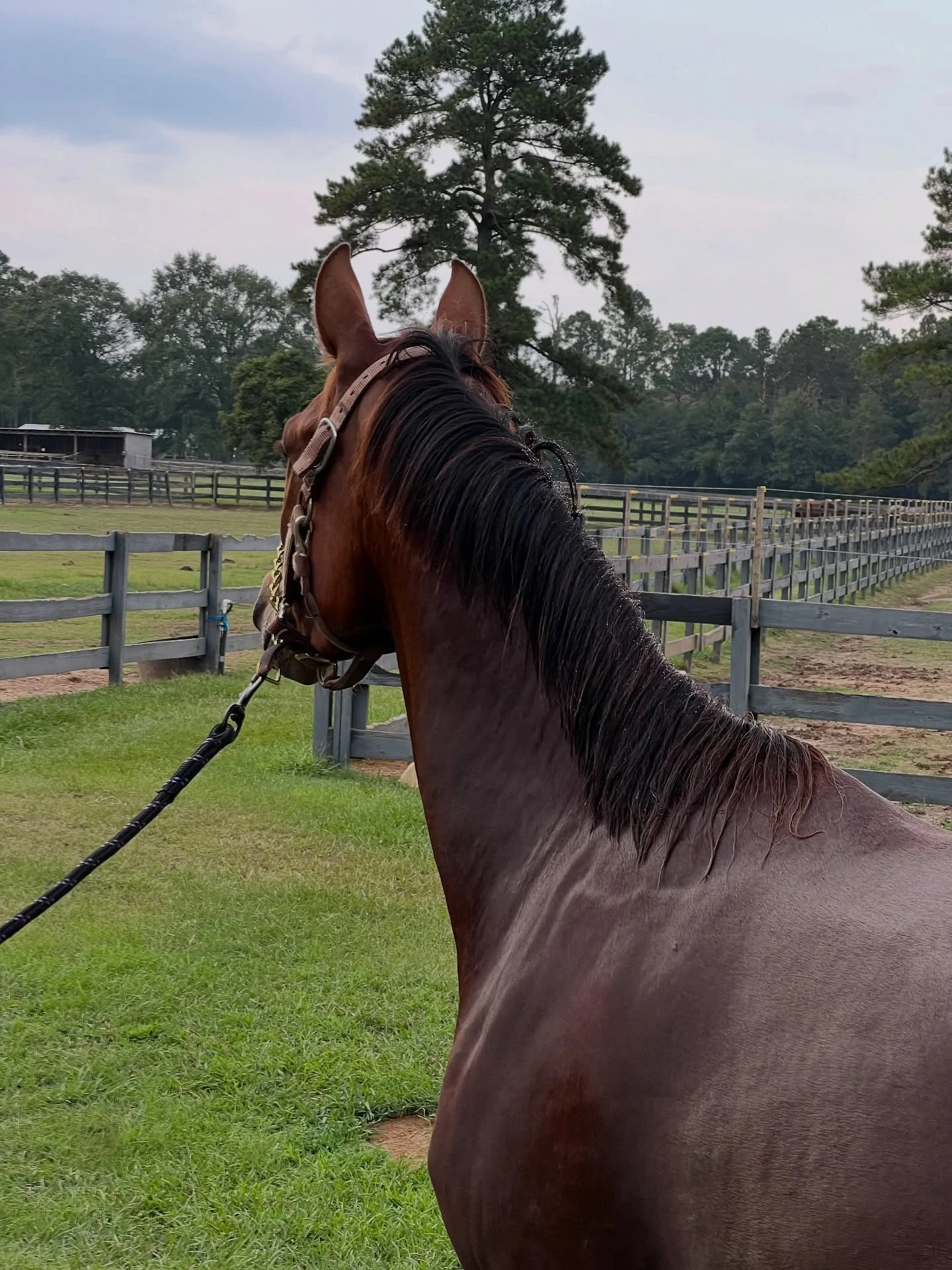 Spadaro
2-22-22
Sir Sinclair X Betty P. X Juventus 
Just finished her first time under saddle, and she was just perfect. That&rsquo;s a testament to her breeding and her upbringing.