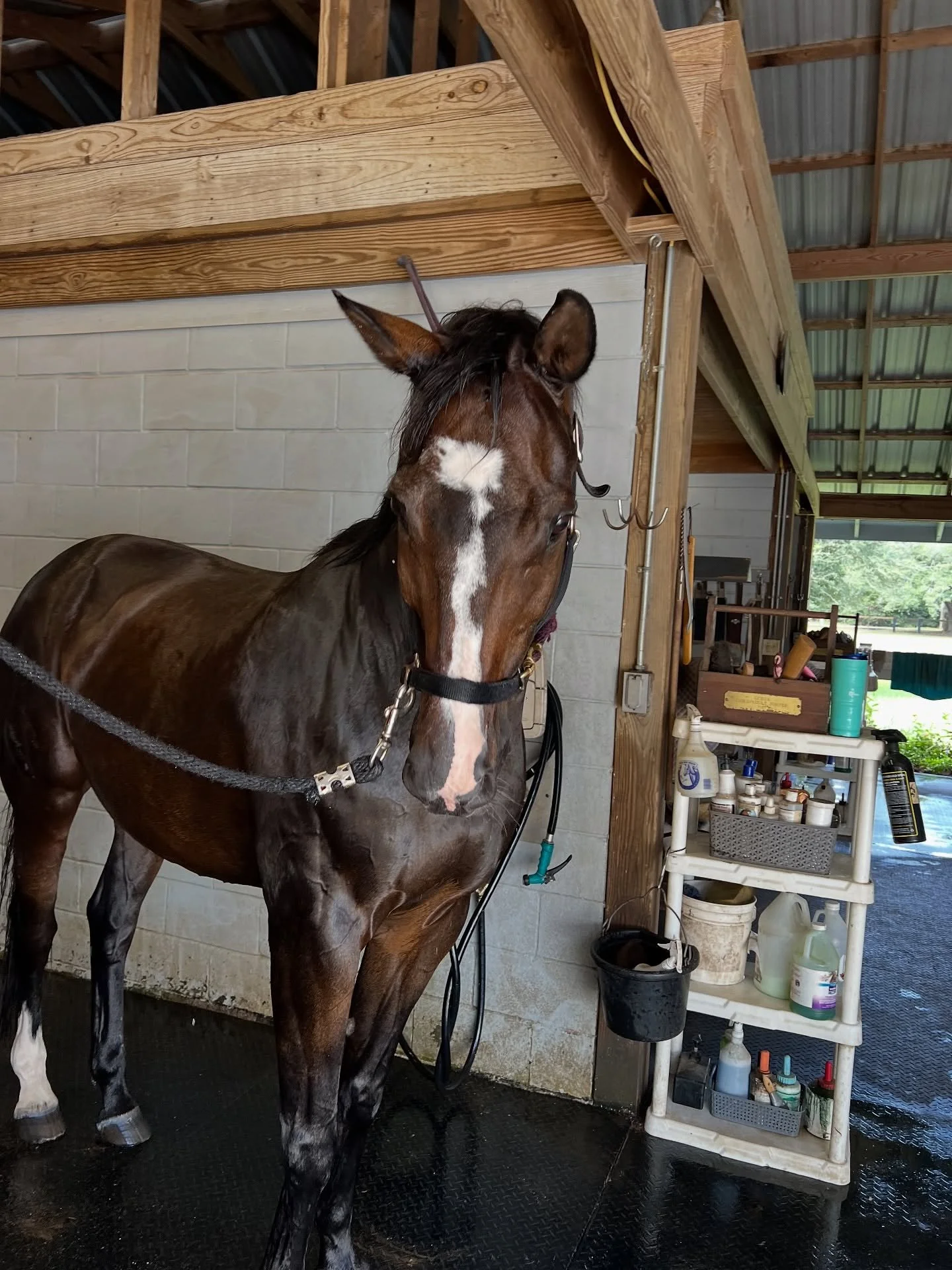 America II. What did you say? 

I said I am all the way back to work from what they said was a career ending injury. Thanks to my owner, @equineperformancelabs, @whitneyboyce, @wildwooddaisy @patrickcleveland2910, I am all the way back having so much