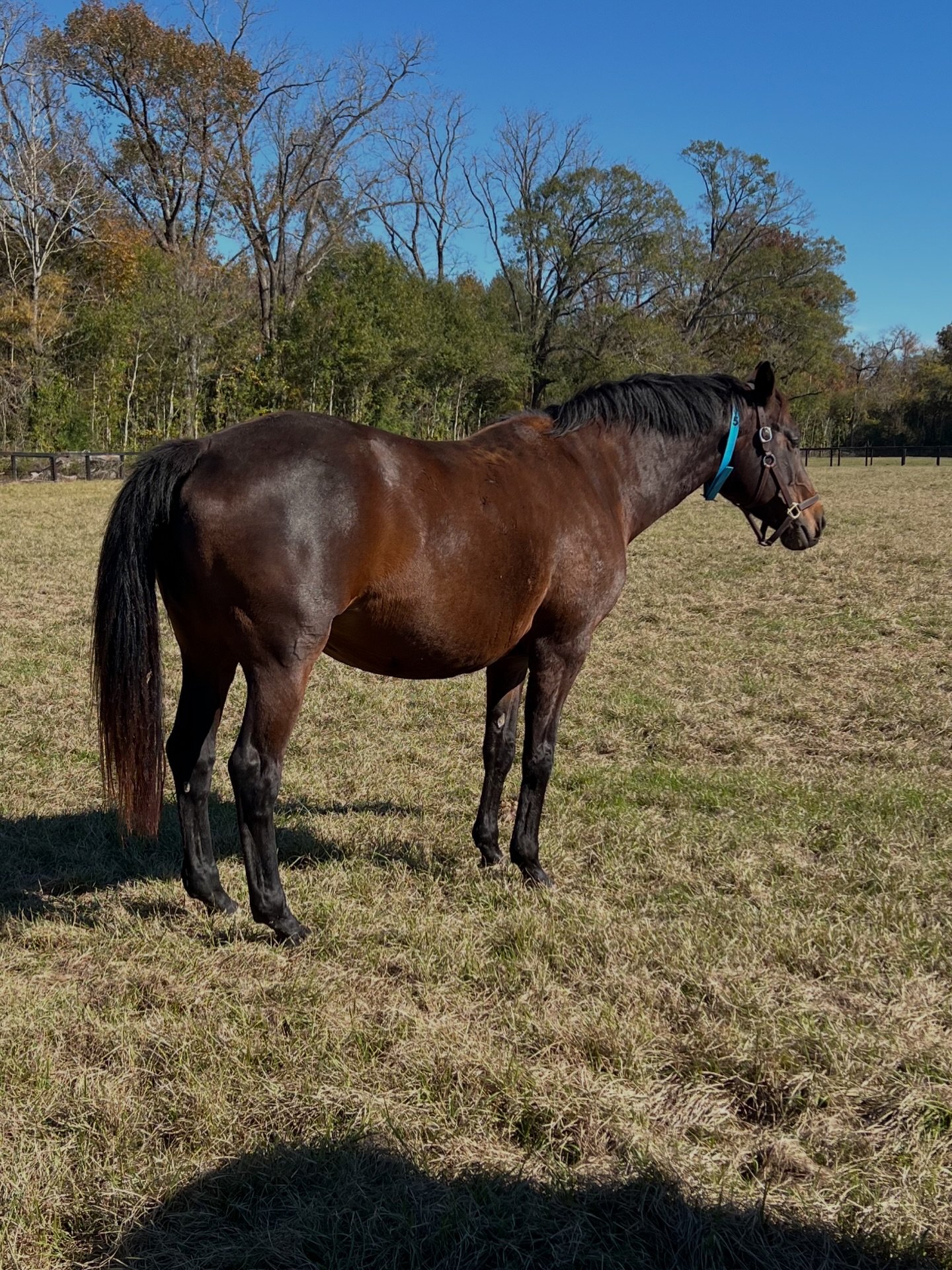 Greta Garbo
Sir Sinclair x Ulft
In foal to Lowlands OLD

Greta already had two amazing foals by Cum Laude. Super movers and wonderful temperaments. One is already first premium and the other is eligible for Star and Premium status. We love our @kwpn.