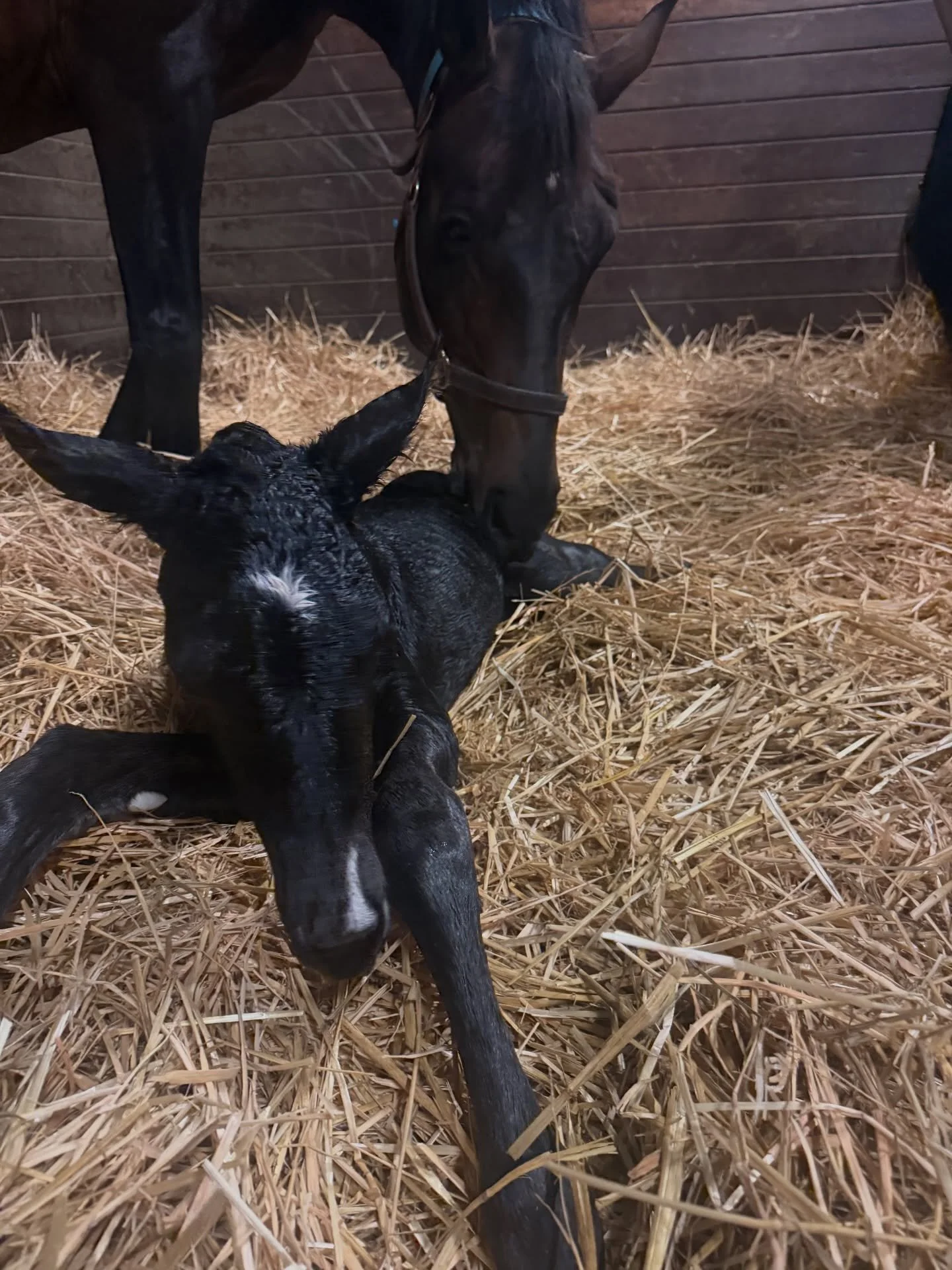 When you wish upon a star, all your dreams come true. 

Introducing Wish Dream. 
Lowlands OLD X Greta Garbo X Sir Sinclair 
@iron_spring_farm 

Filly born at supper time 4/17/2026
 
Kudos to the team at @coteaugrovefarms for being the best with takin