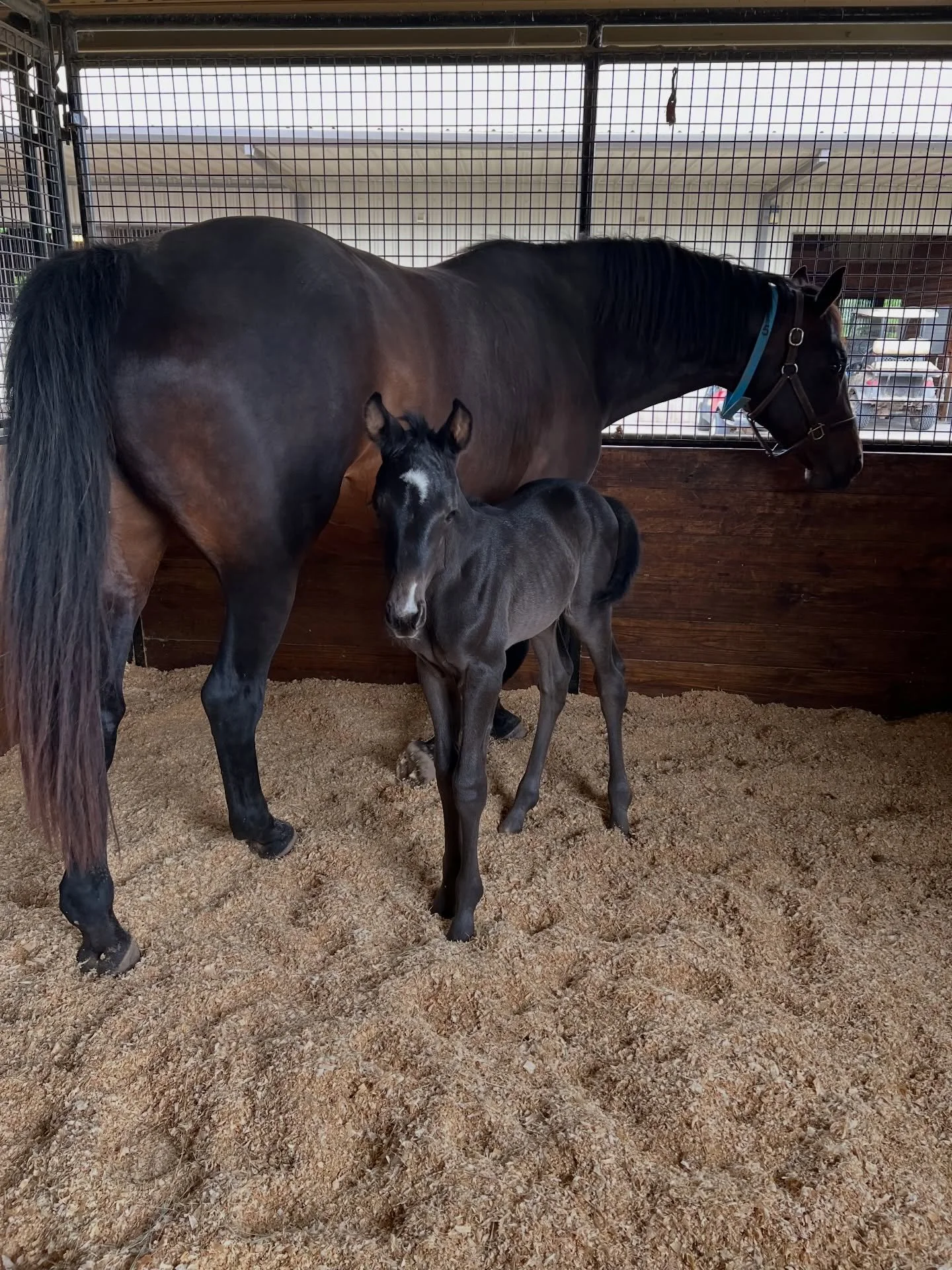 We&rsquo;re smitten with this girl. 
Lowlands OLD x Greta Garbo x Sir Sinclair