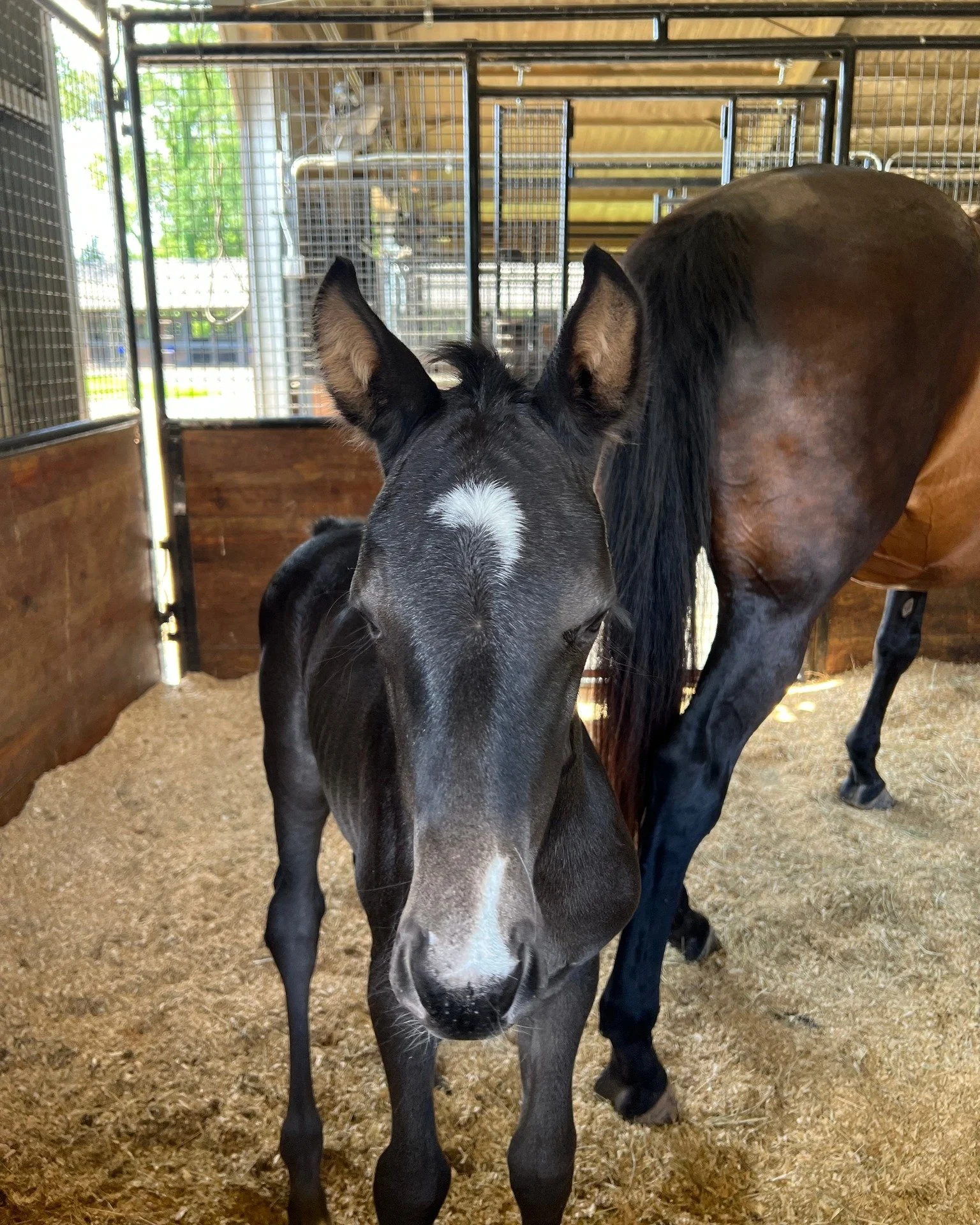 When you wish upon a star, all your dreams come true. 
Introducing Wish Dream. 

Lowlands OLD X Greta Garbo X Sir Sinclair 

Filly born at supper time 4/17/2026

Kudos to the team at @coteaugrovefarms for being the best with taking care of mares and 