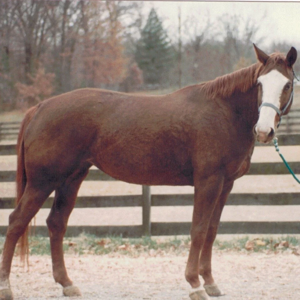 Happy Mother's Day!
America (Elsie) X Woermann
New Louisiana (America X Rolls Royce)
Betty P. (New Louisiana X Juventus X Ulft Keur)
Greta Garbo (Sir Sinclair Keur X Ulft Keur)