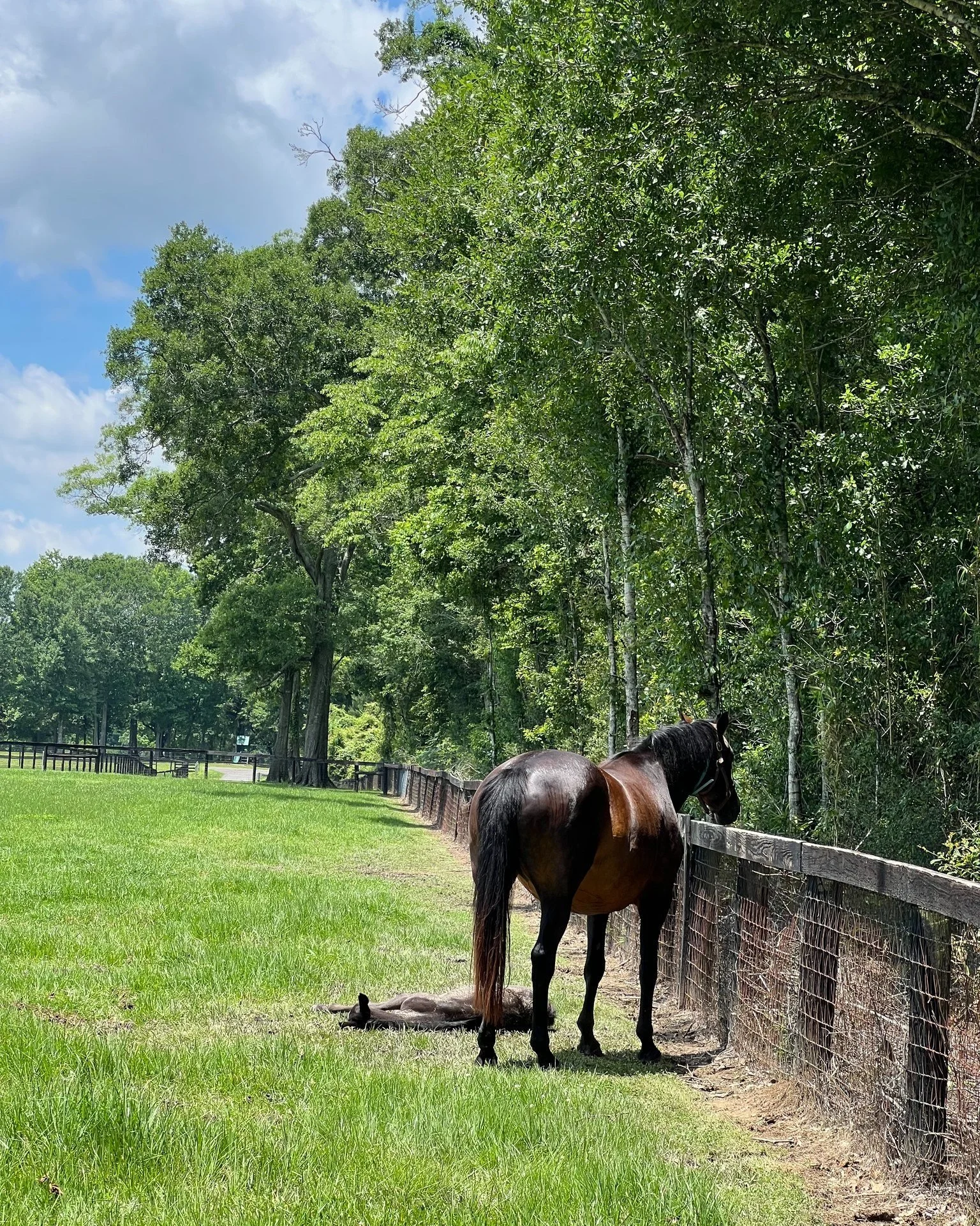 While Calzone Sporthorse is known for it's world class offspring, another fact is that we produce world class nappers at home and at shows.

Wish Dream was napping so soundly, we left after 45 minutes. Mom wanted her cookies, but she was on mom patro