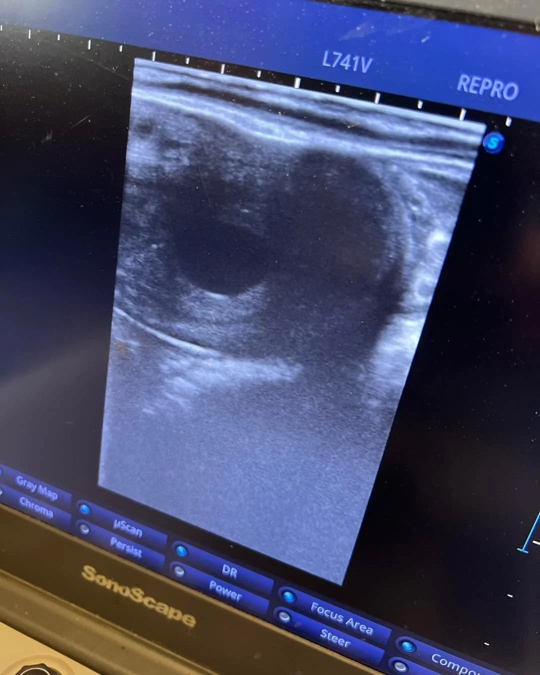 We are so excited to confirm Greta Garbo in foal for a full sibling to Lowlands OLD for 2027!

Thank you Coteau Grove Farms for being so amazing.