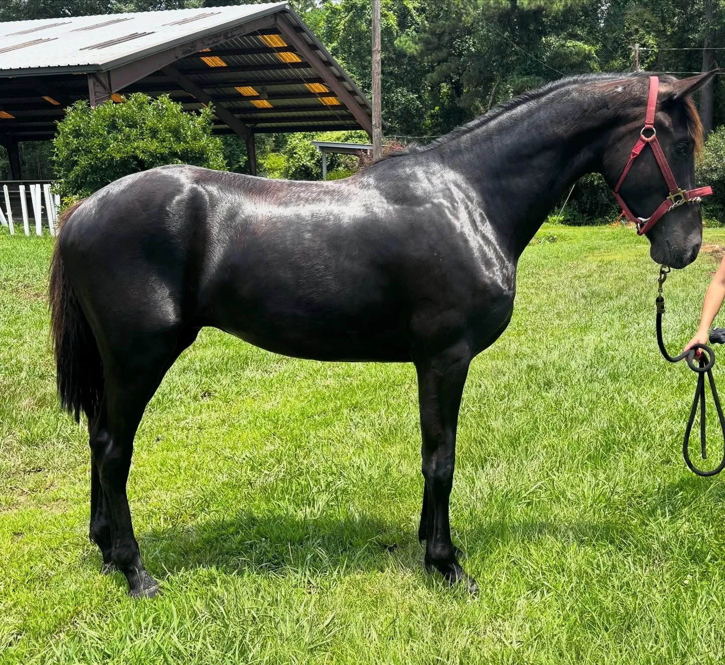 Ugo 
2024 Black Gelding
Cum Laude x Greta Garbo x Sir Sinclair 
First Premium @kwpn.na 
Ugo will be a spectacular dressage horse. He has the talent, the gaits, the mind and temperament to excel. 

Message us for details.