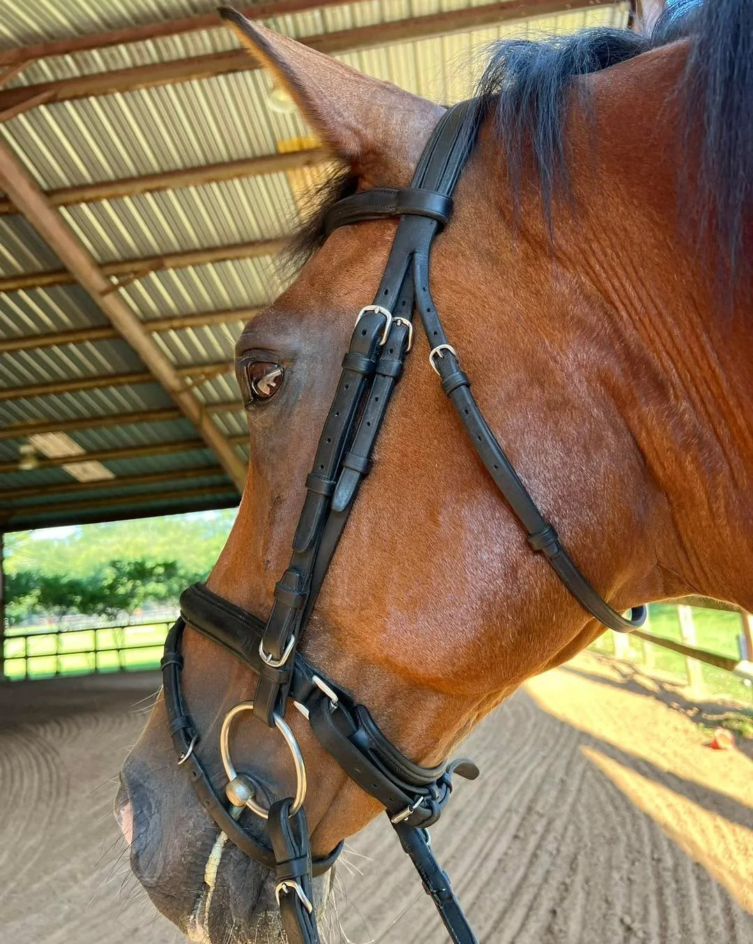 Happy birthday to Wunschtraum II aka W! You are my bravest boy and have met every challenge with courage. I love that you chose me and refused to be sold.