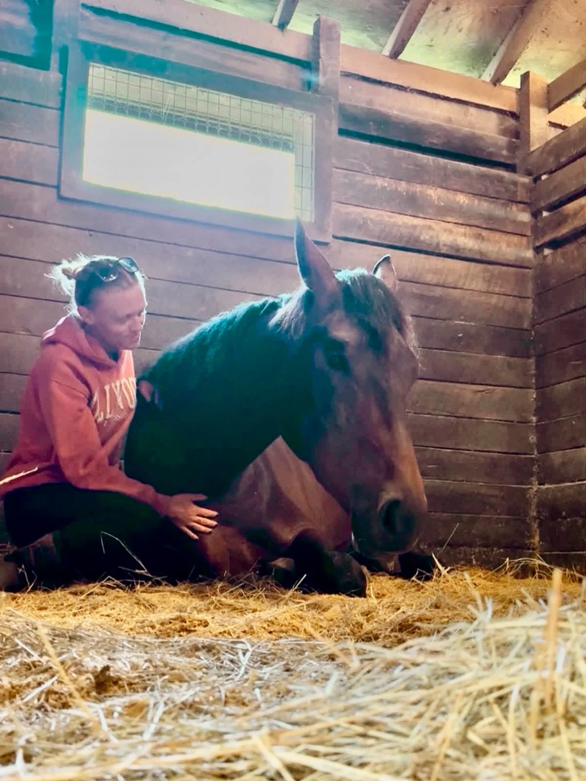 Talloulah C. is the sweetest girl! She lives to nap and snuggle. 

2023 @kwpn.na 
Cum Laude (Apache) x Sir Sinclair x Ulft