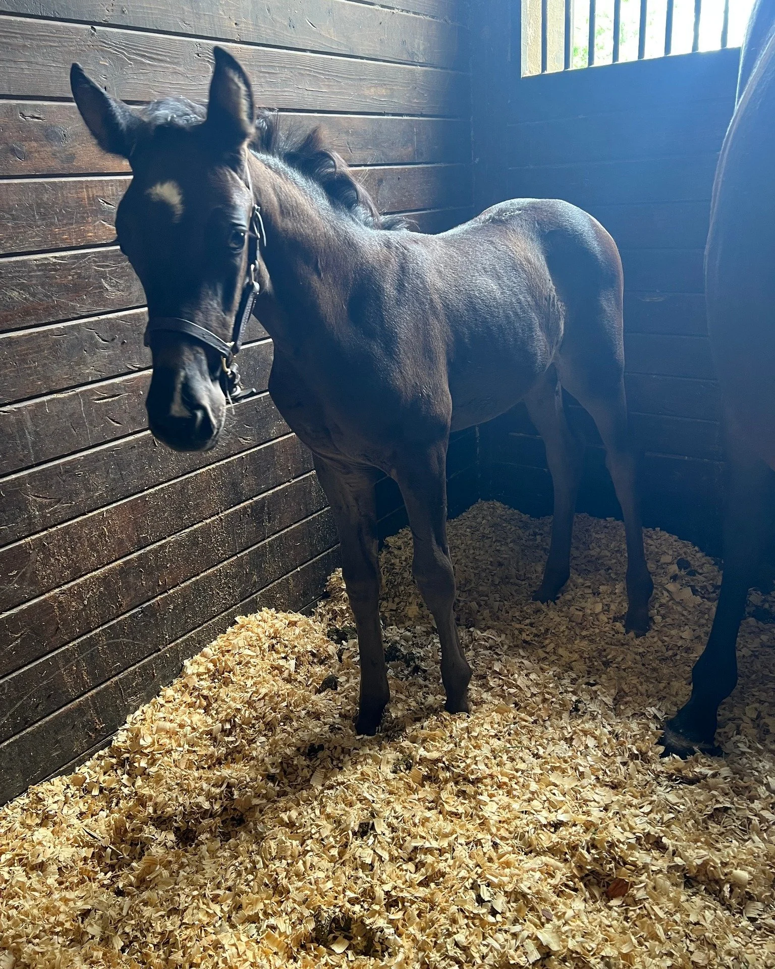 Wish Dream is growing. Those ears though!